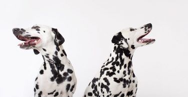 Identical dogs panting together