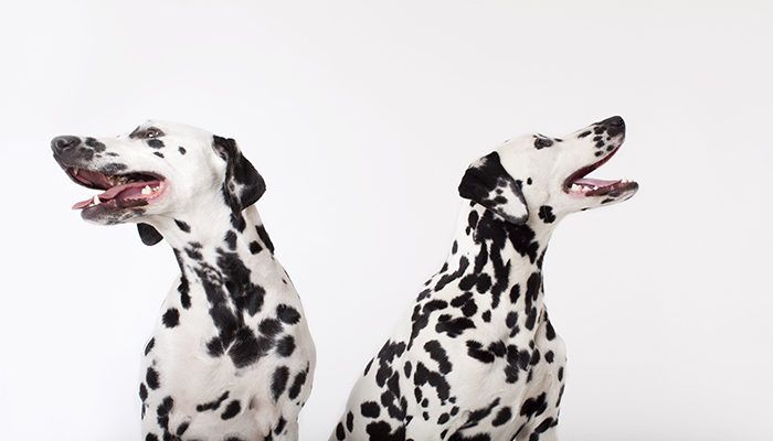 Identical dogs panting together